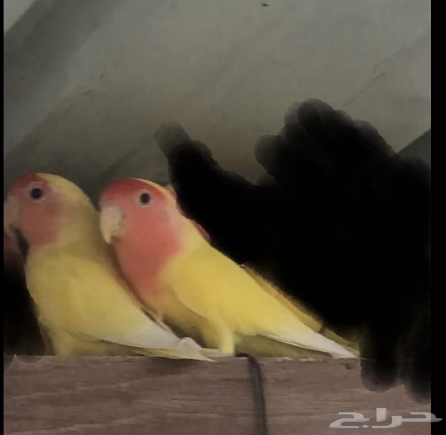 جوزين روز رد فيس64494112896515112