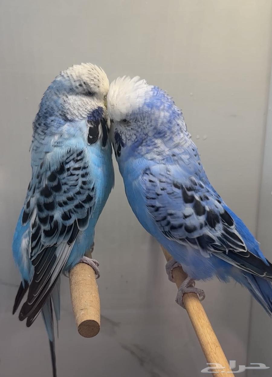 جوز انجليزي منتج للبيع64494680720769111