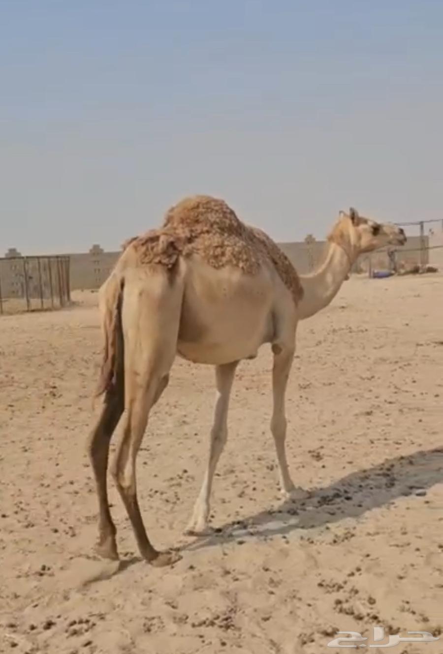 A white she-camel, excellent and with a preceding male camel in hand64492162029827110