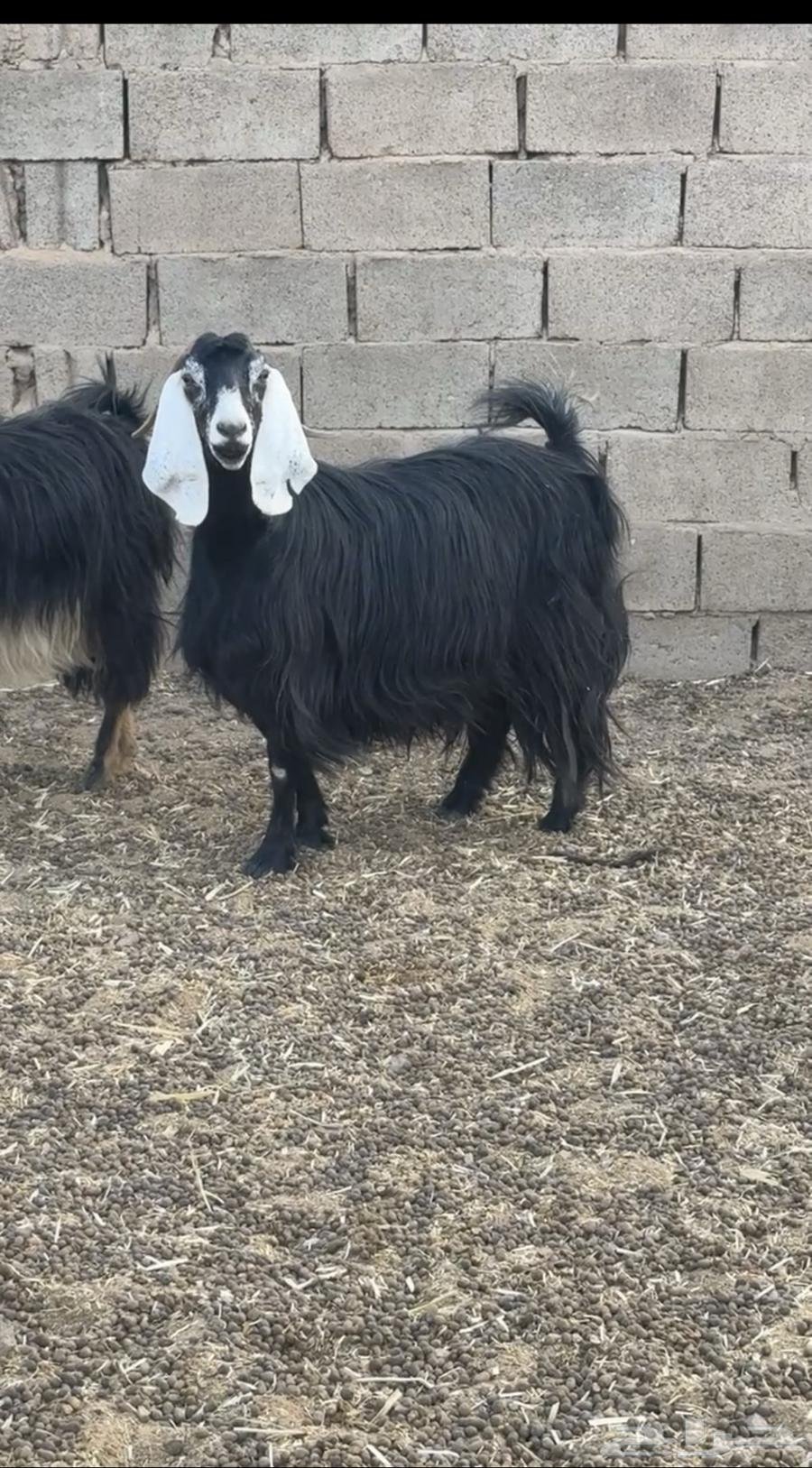 للبيع عنز عارضيه طيب وكفو64493676330881110