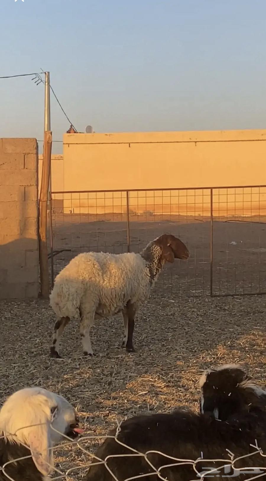 نعجه نعيميه للبيع64487814917250111