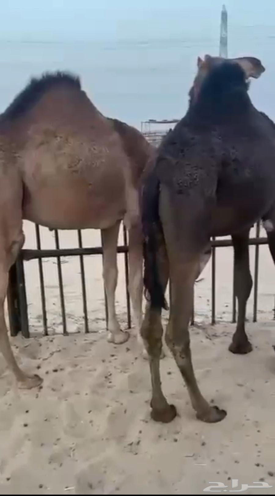 Selling a comfortable chair, I held it firmly, selling it at full price, contact via call64493191385089110