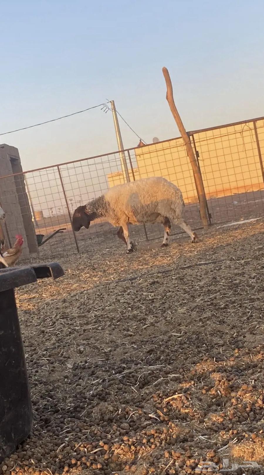 نعجه نعيميه للبيع64487814917250112