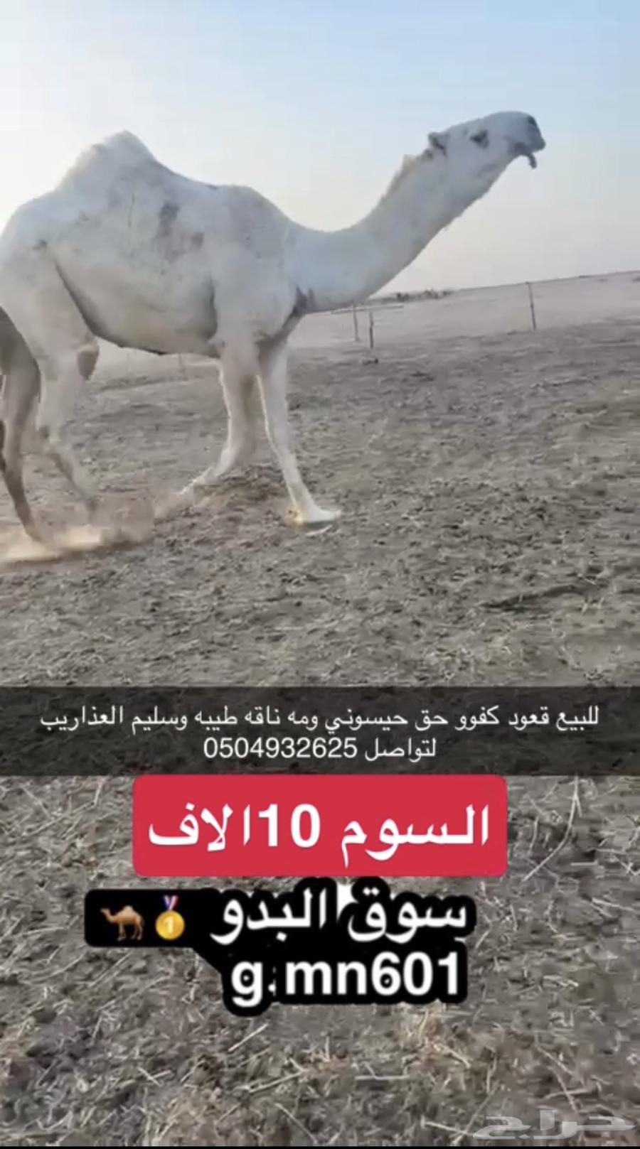 قعود كفوو حيسوني64502121787137110