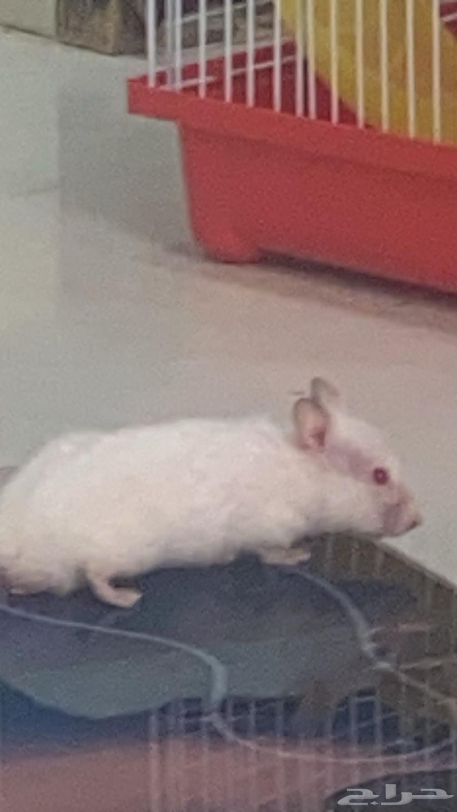 حيوان أليف الهامستر64501775113729110