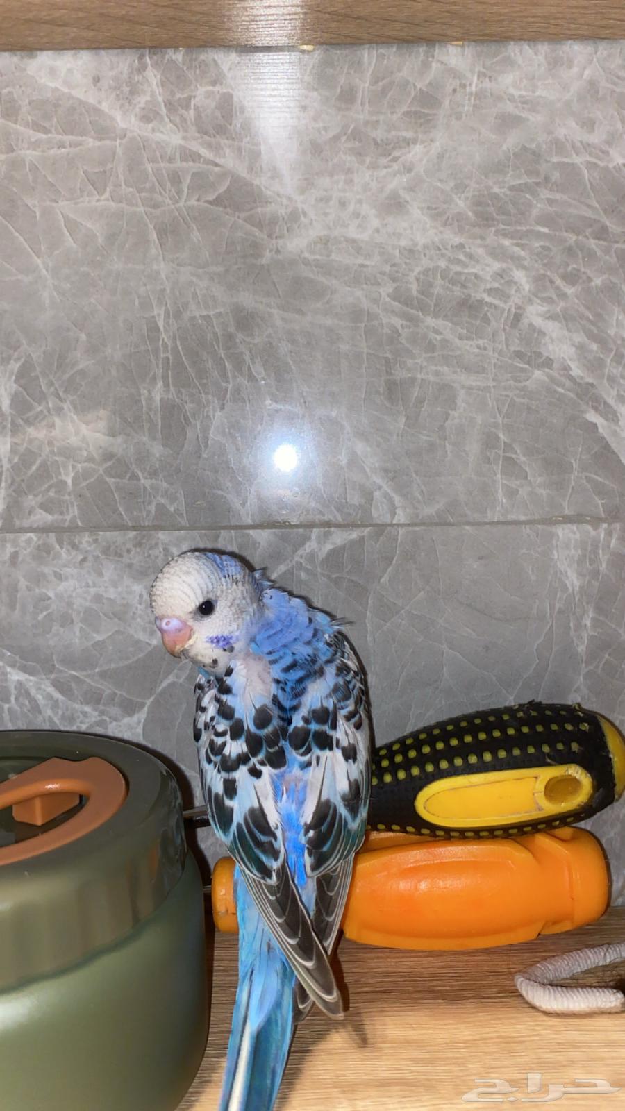 بادجيات هولنديه هوقو وعاديه اليفه64499647309825111