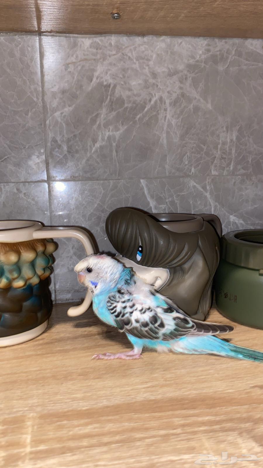 بادجيات هولنديه هوقو وعاديه اليفه64499647309825110