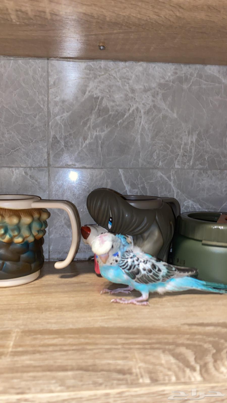 بادجيات هولنديه هوقو وعاديه اليفه64499647309825112