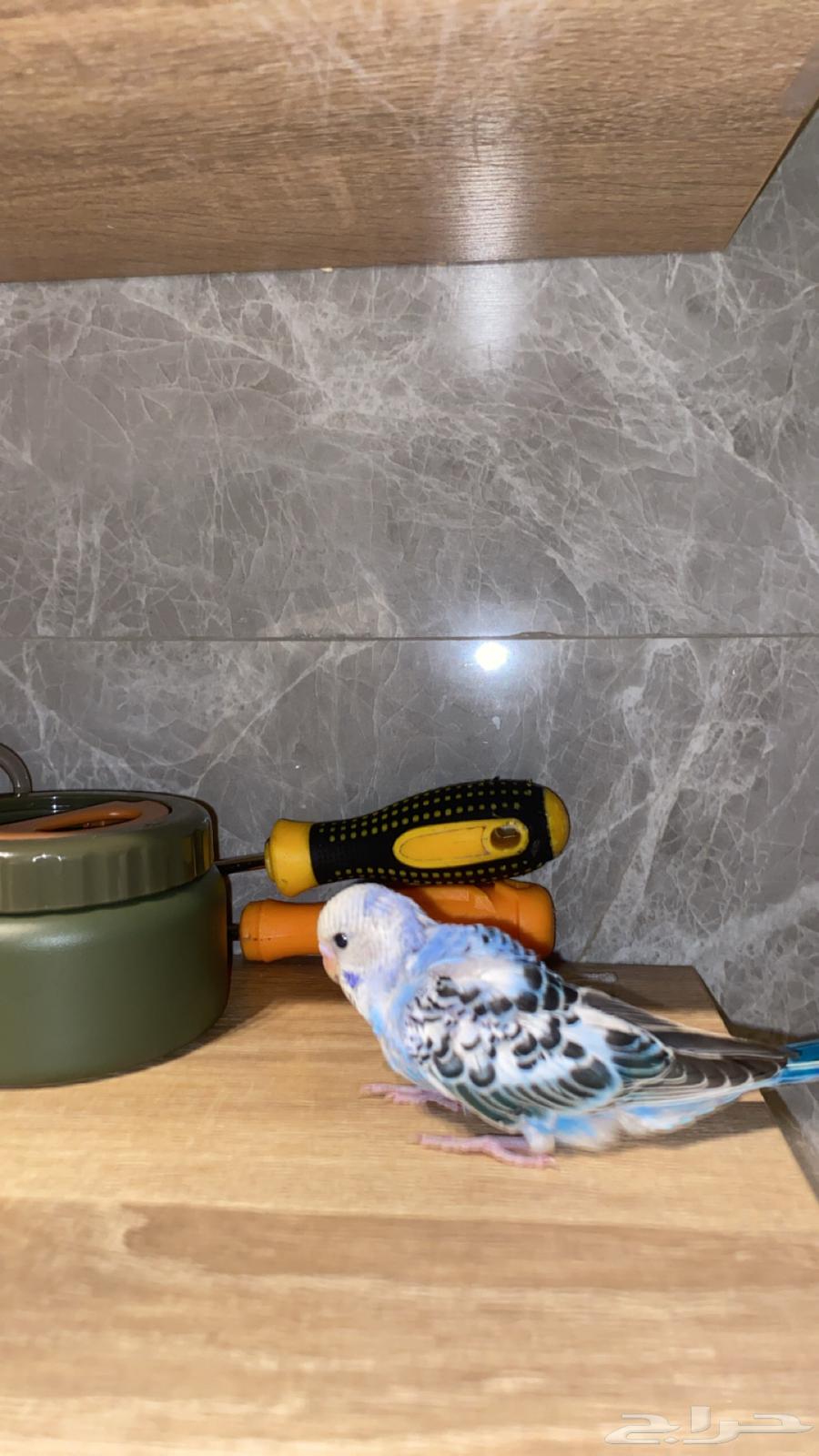 بادجيات هولنديه هوقو وعاديه اليفه64499647309825114