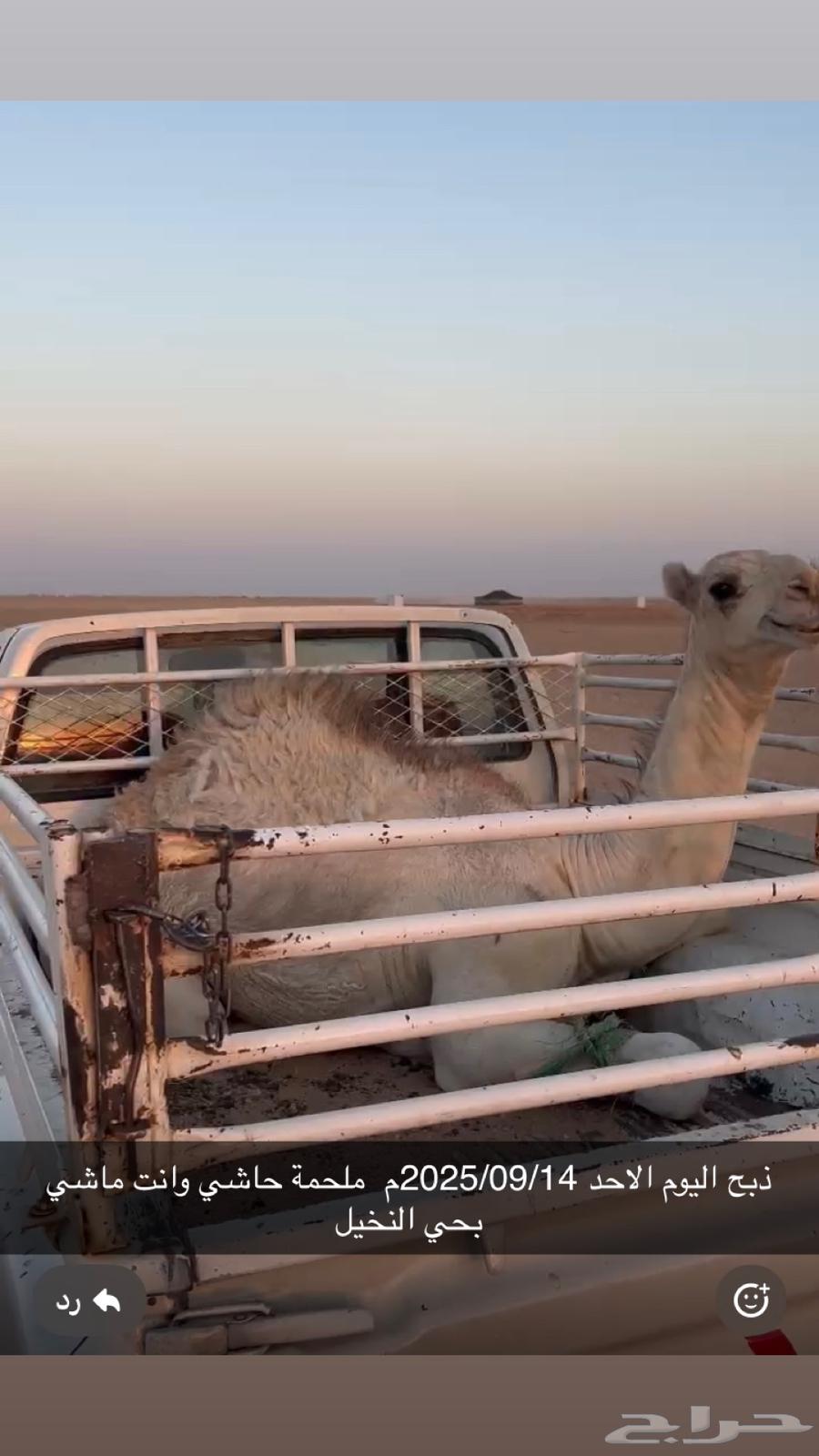 A good conversation at the meat shop right now64497013670402110