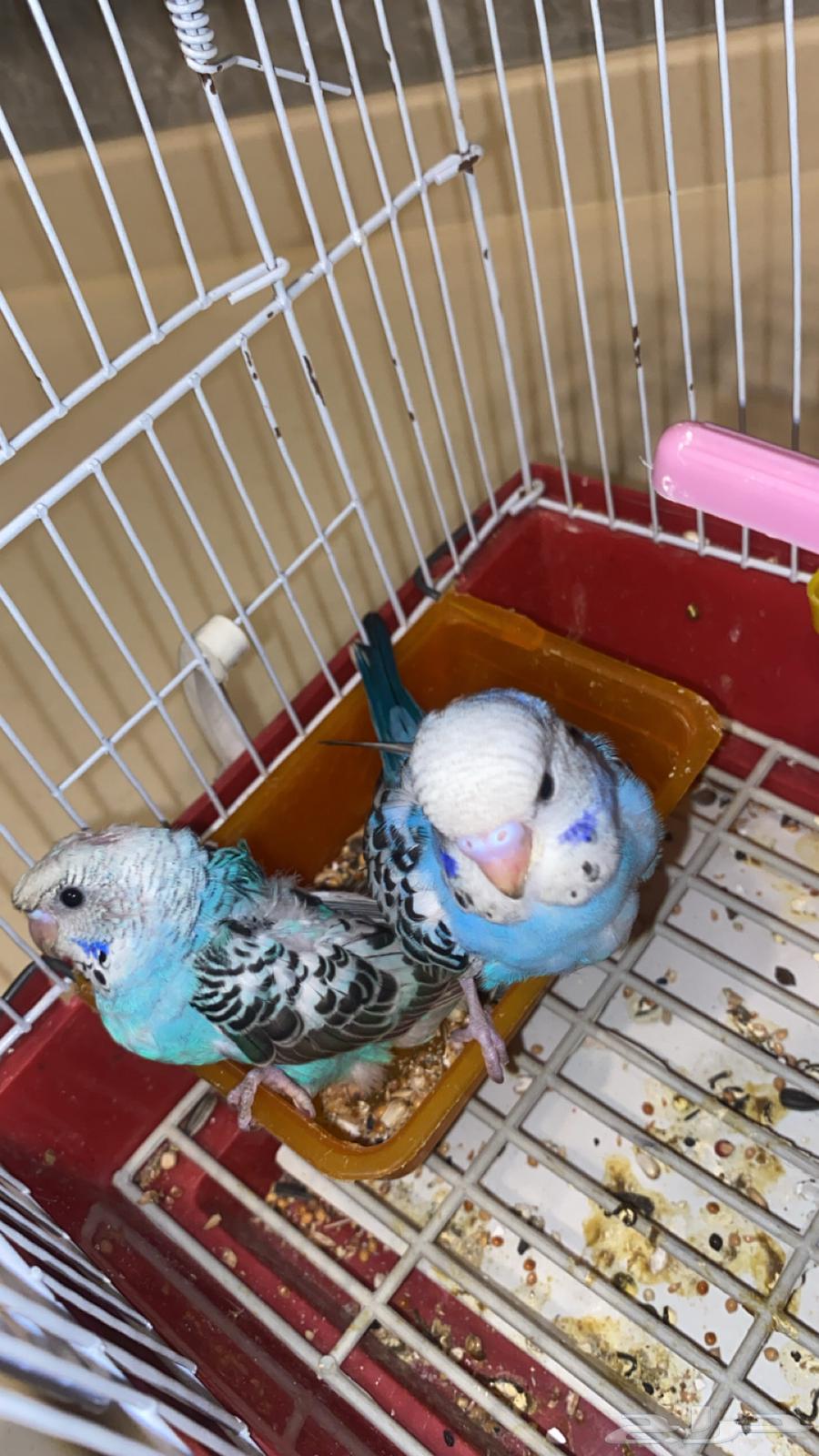 بادجيات هولنديه هوقو وعاديه اليفه64499647309825113