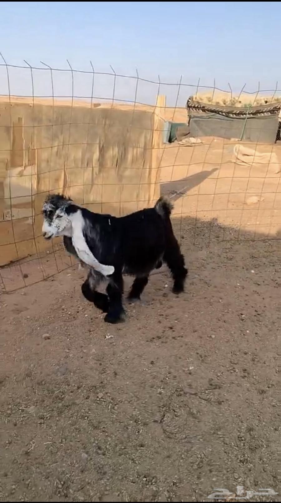 للبيع تيس عارضي((تم البيع))64501395674241112