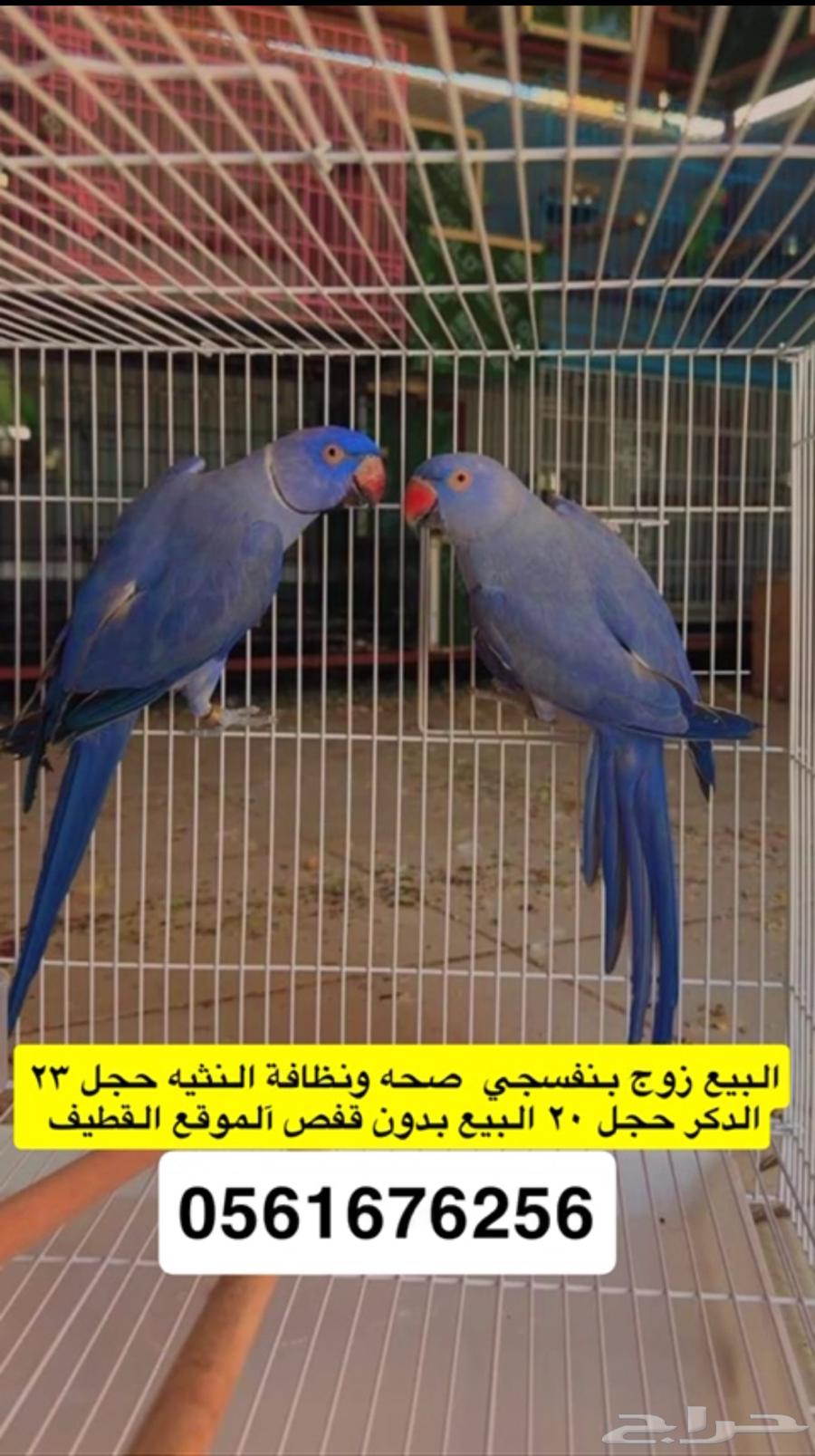 Zawj Dera Filot64499953452417110