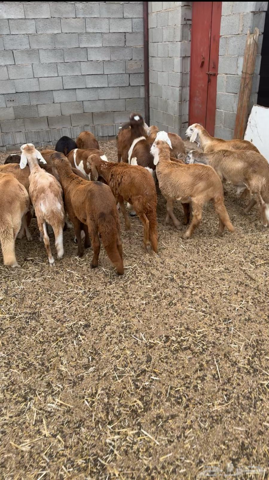 Red saddles for two months and more64499870187906111