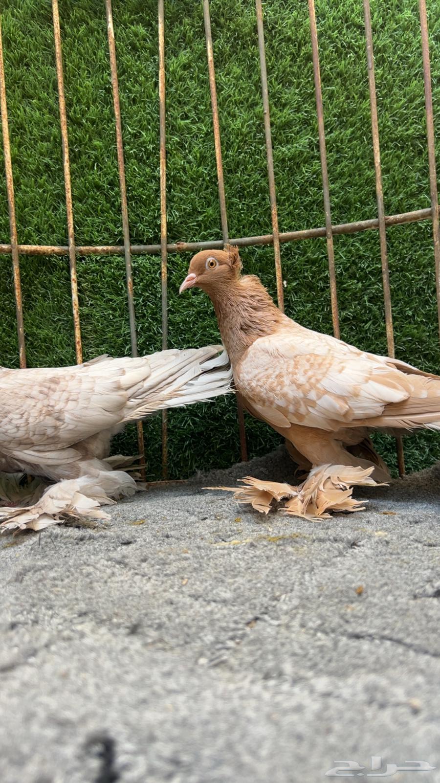 اجواز منتجه ويت تل سوالو64496282701314110