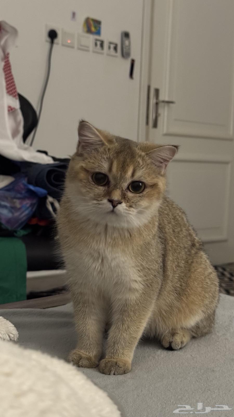 قطه سكوتش ستريت بيور للبيع64497716954243110