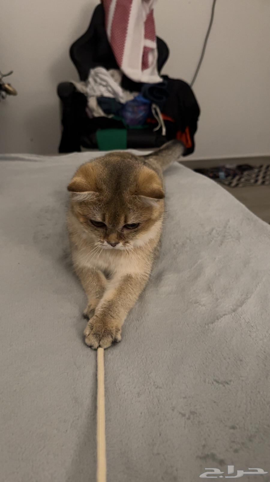 قطه سكوتش ستريت بيور للبيع64497716954243114