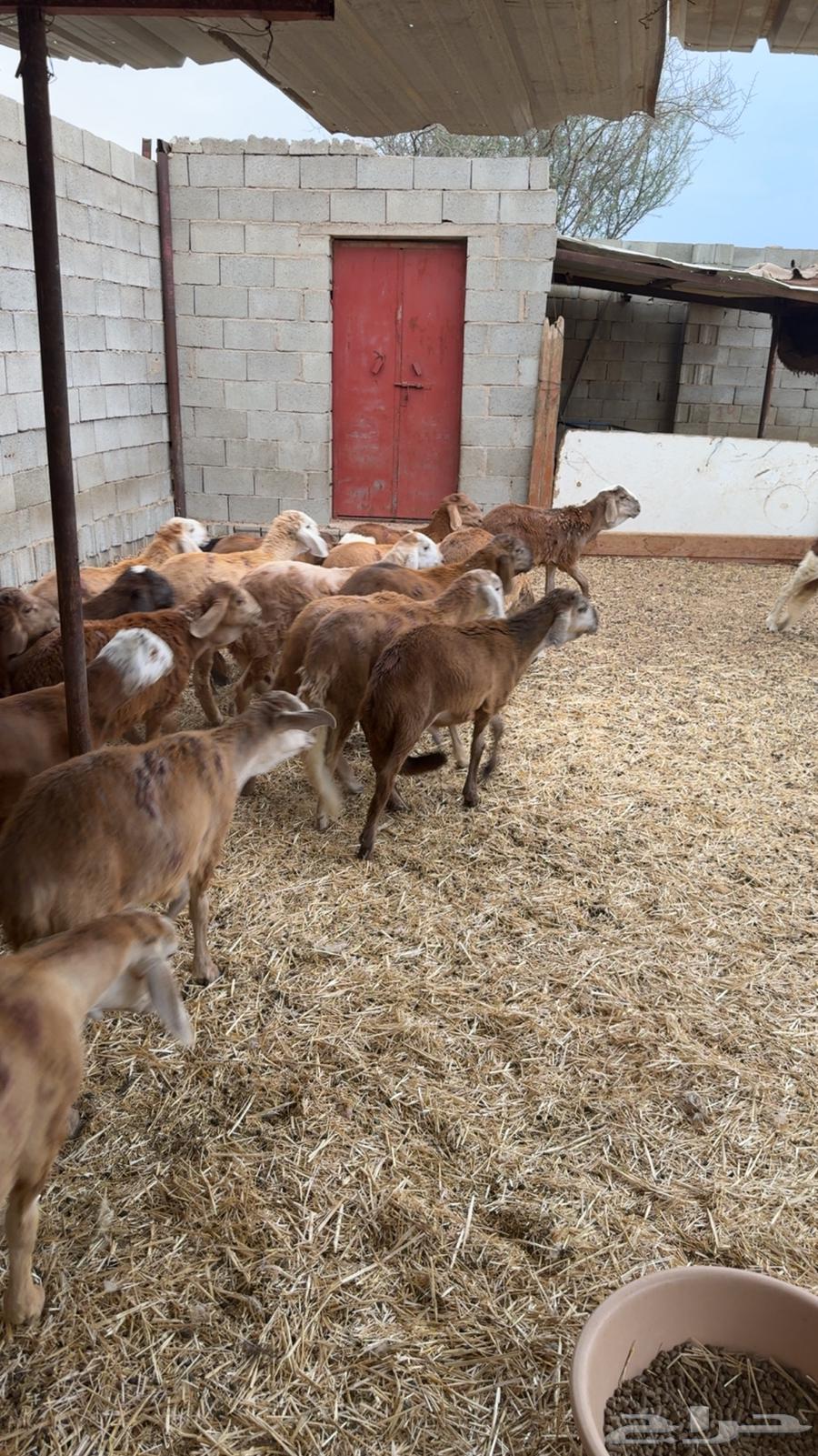 Red saddles for two months and more64499870187906112