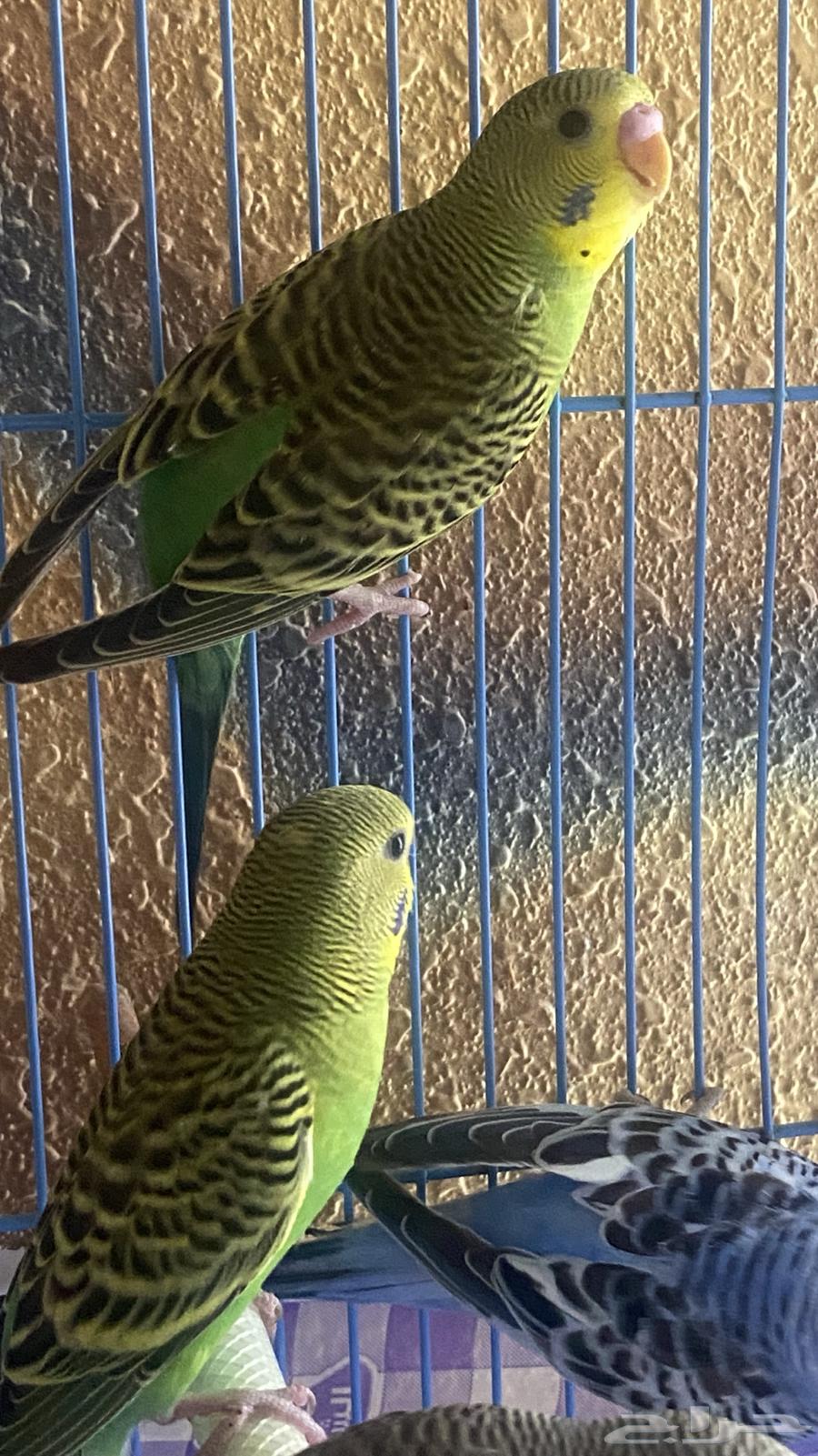 عصفير بادجي64498090588033113