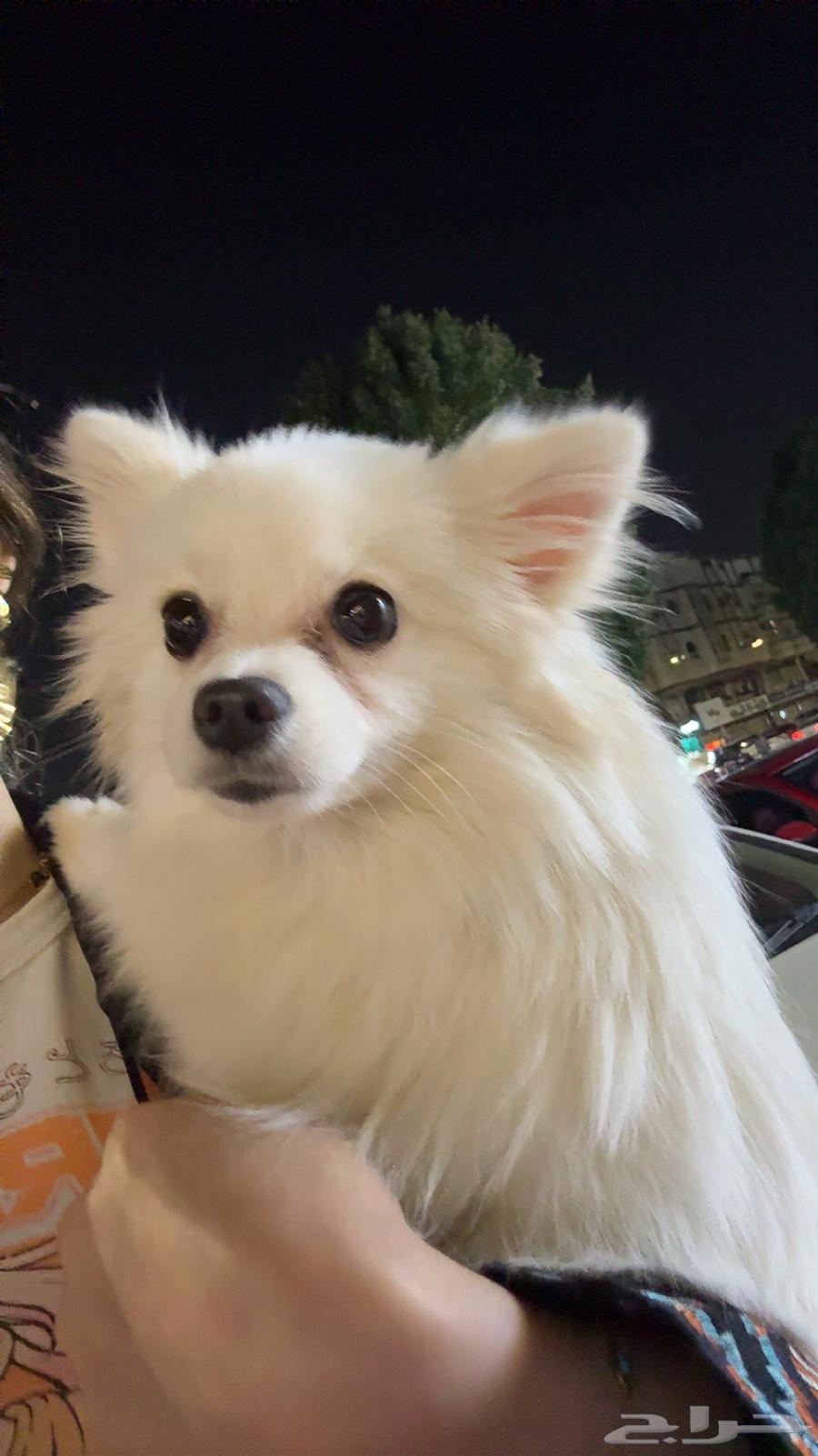 كلبه للبيع64499118032899113