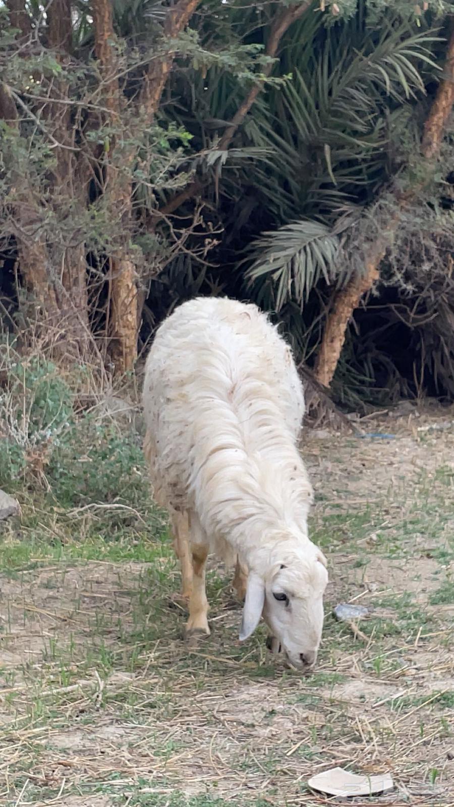 ماشاءالله فحل حري للبيع64500839972483111