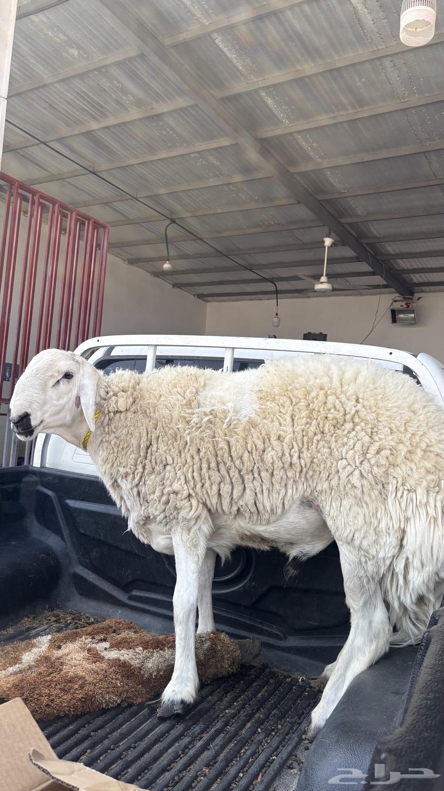 Ram64497082583553114