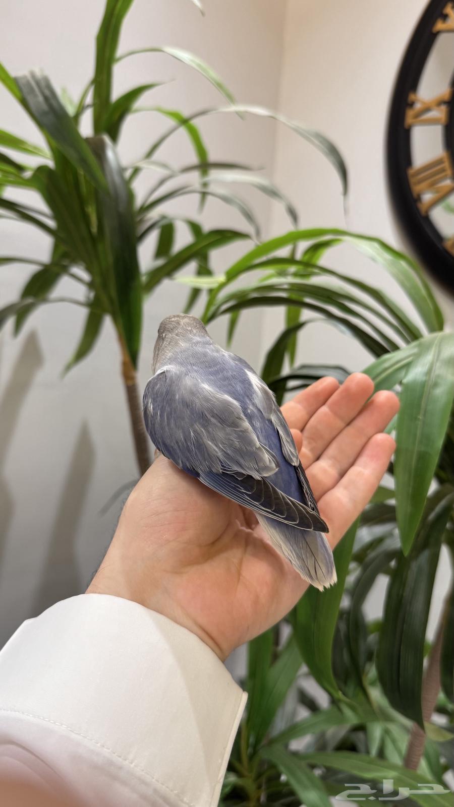 روز اليف جدااا64501802591875112