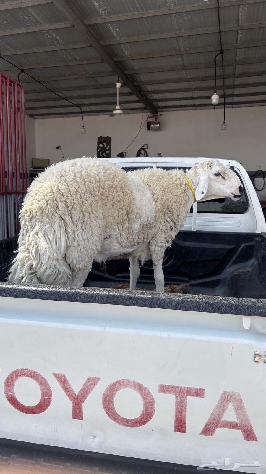 Ram64497082583553113