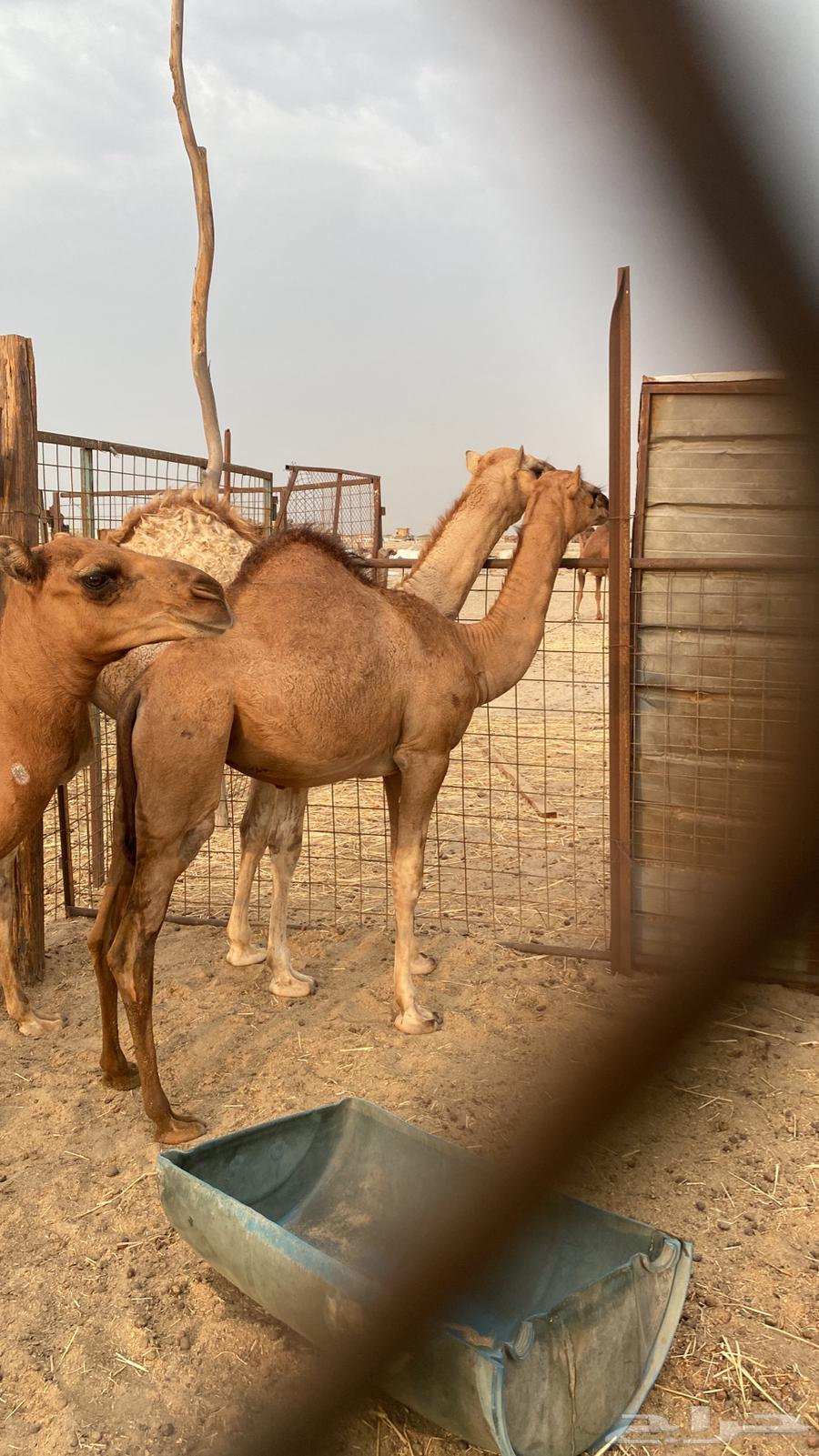 Fat lamb64500909277698110