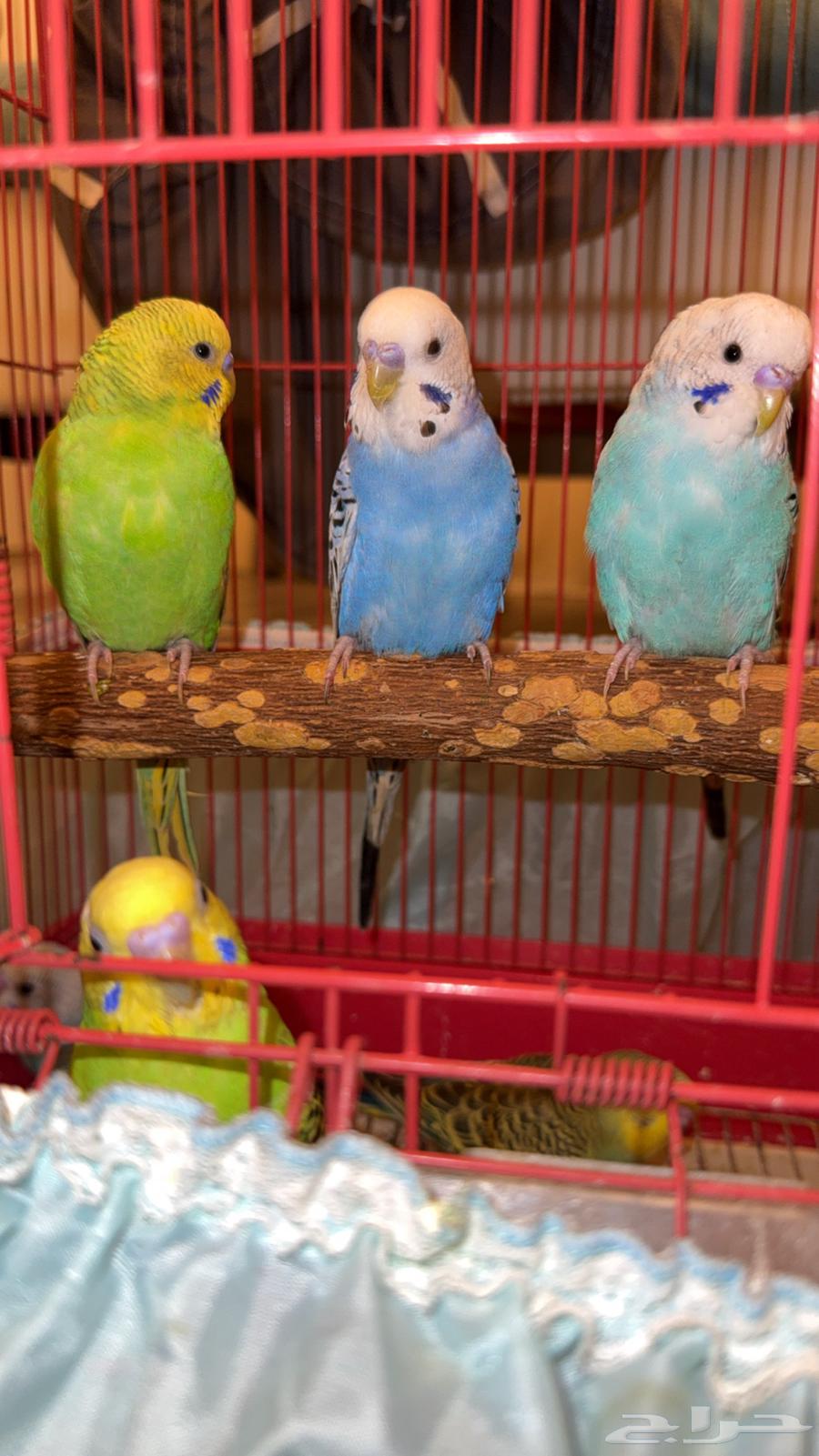 طيور بادجي تفريد او جمله64495063556481110