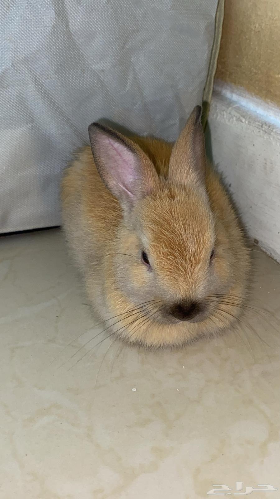 أرنب للبيع64498229412227110
