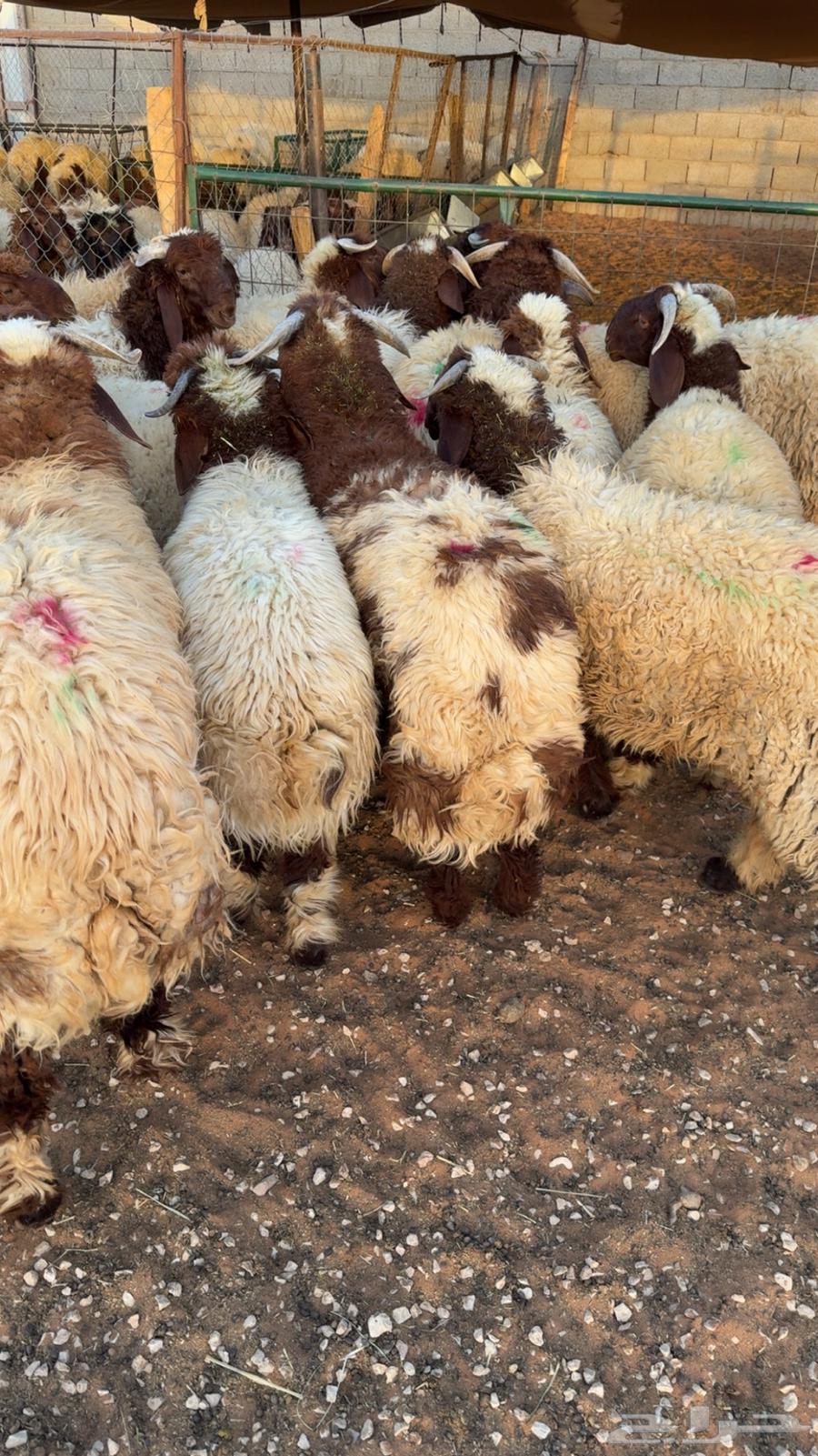 Naaimi local and Tamara available 100 reviews64501620177025111