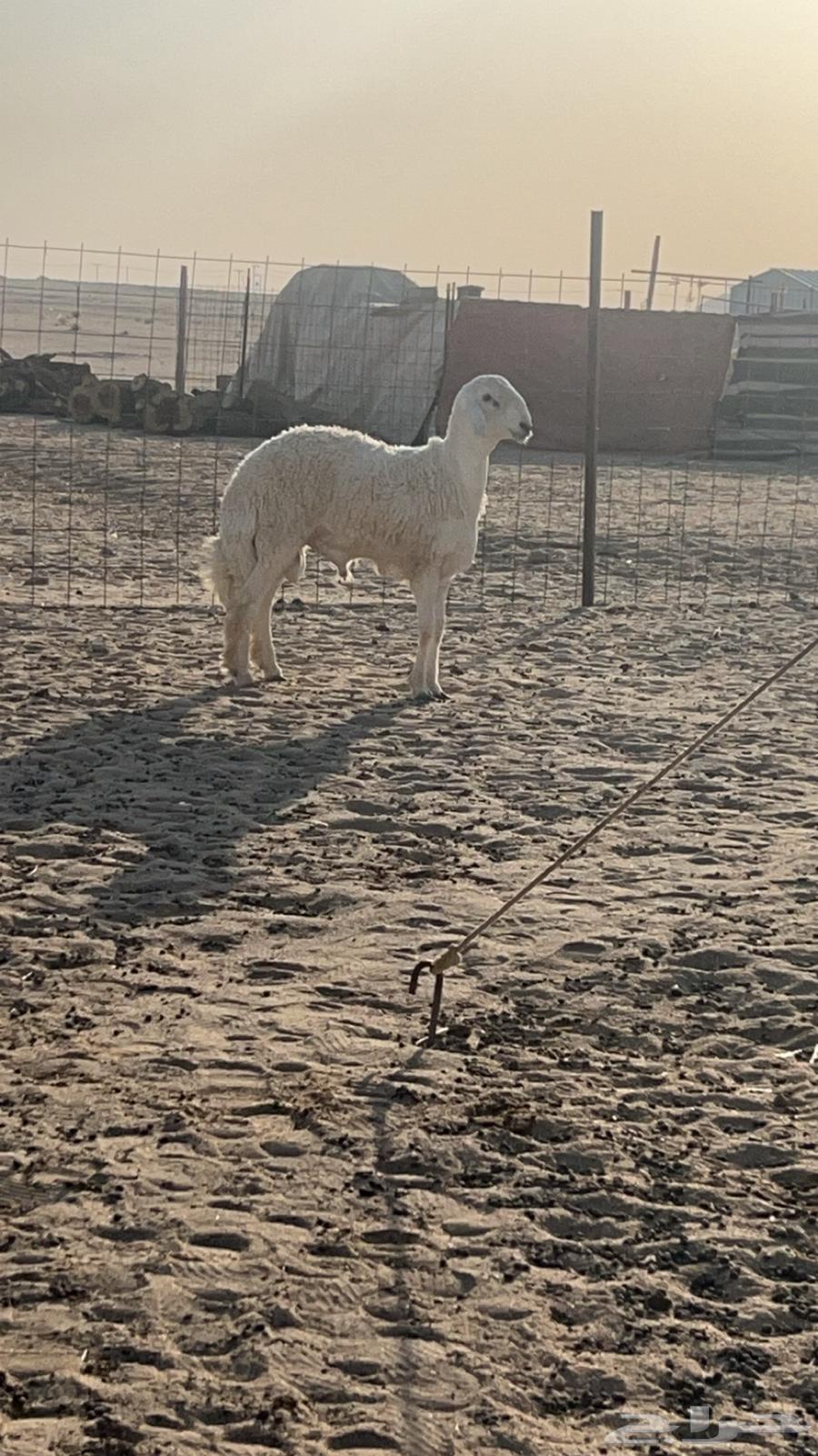 طليان جذعان مقفله 2 تم البيع64496213817730111