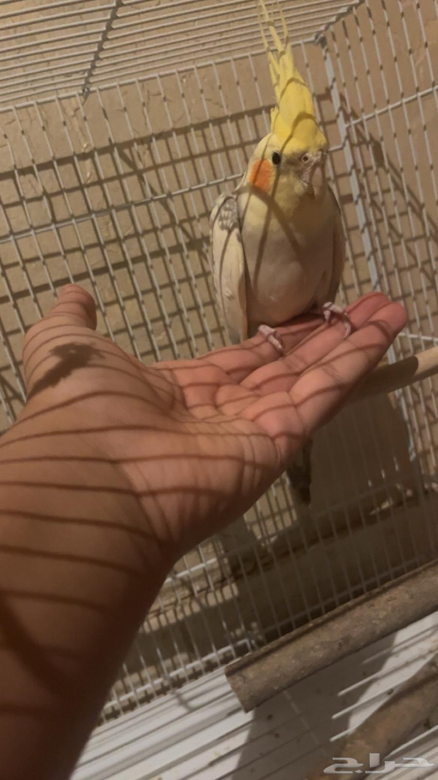 كروان (كوكتيل) ذكر64498715362947113