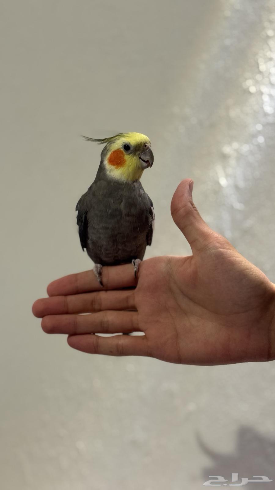 كروان أليف64499925873281110