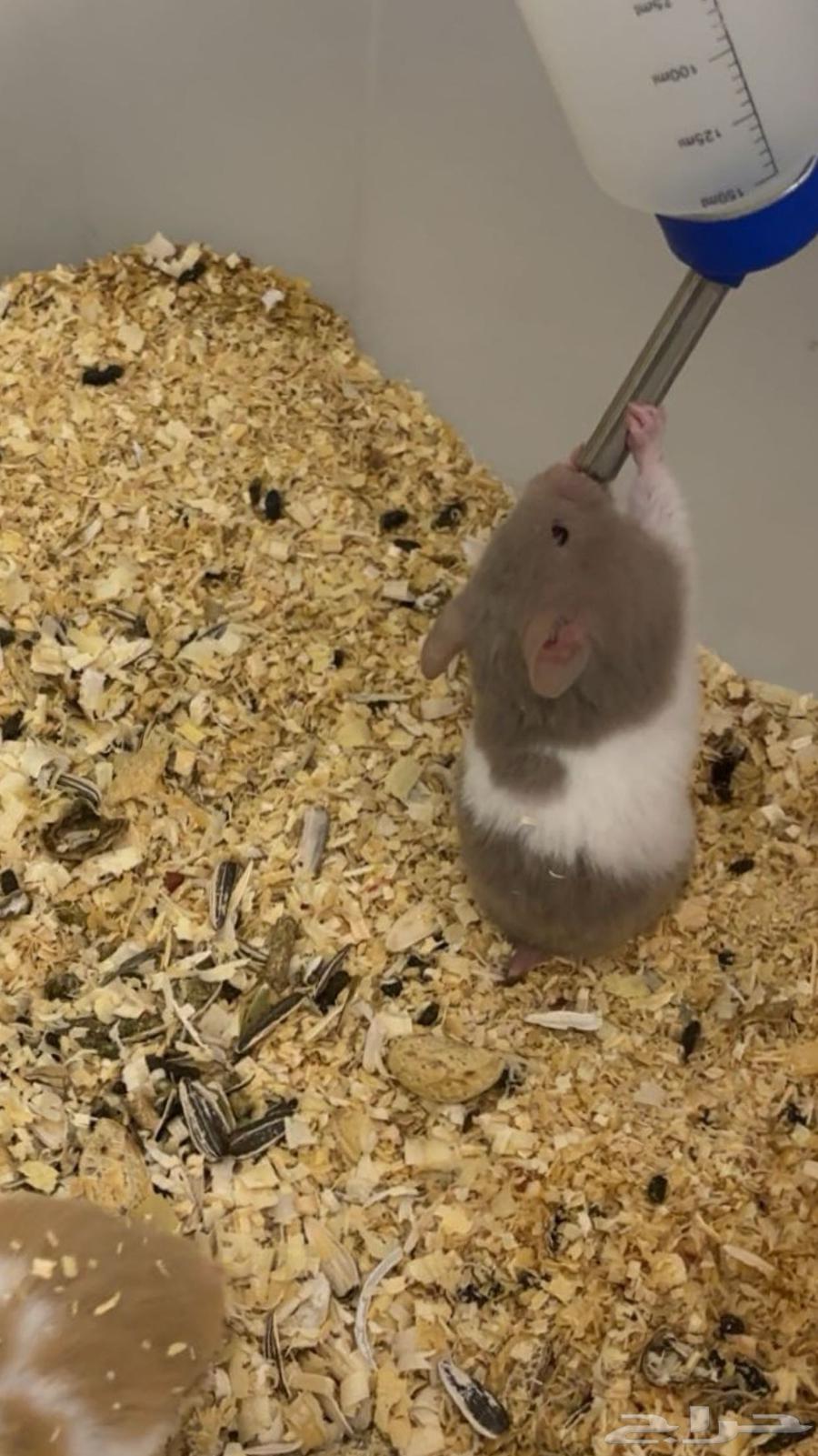 هاميستر للتواصل واتس اب64502060225026114