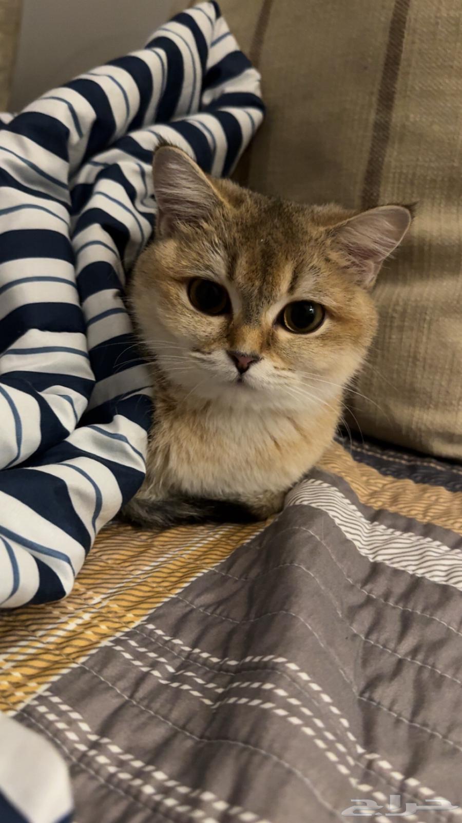 قطه سكوتش ستريت بيور للبيع64497716954243111