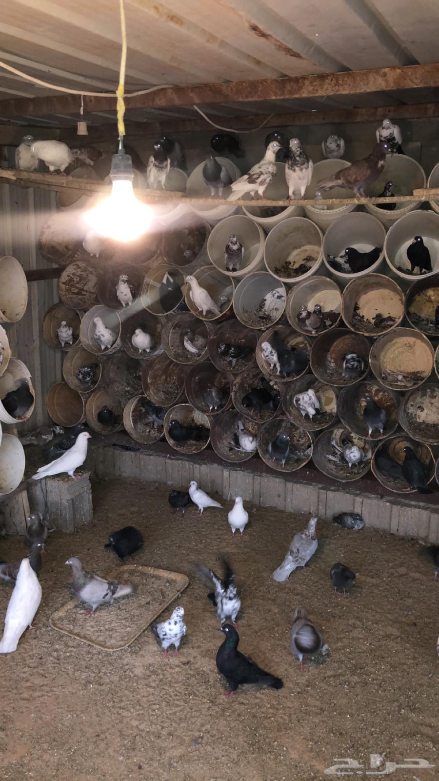 حمام مهجن مشروط64500036269826110