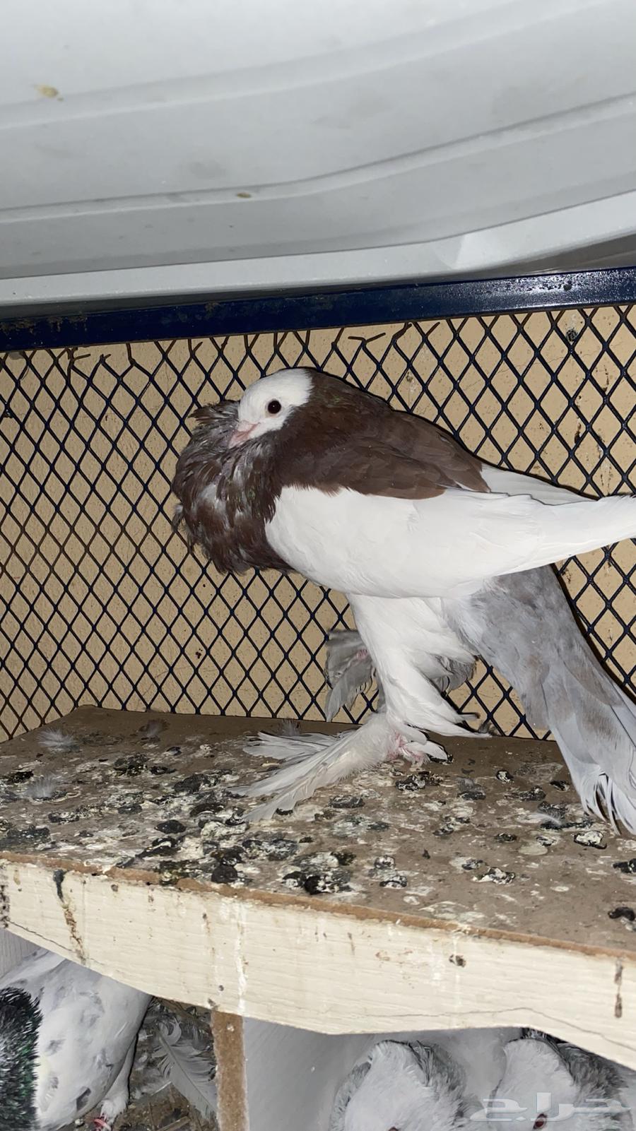 Inflatable bath64497965655043113