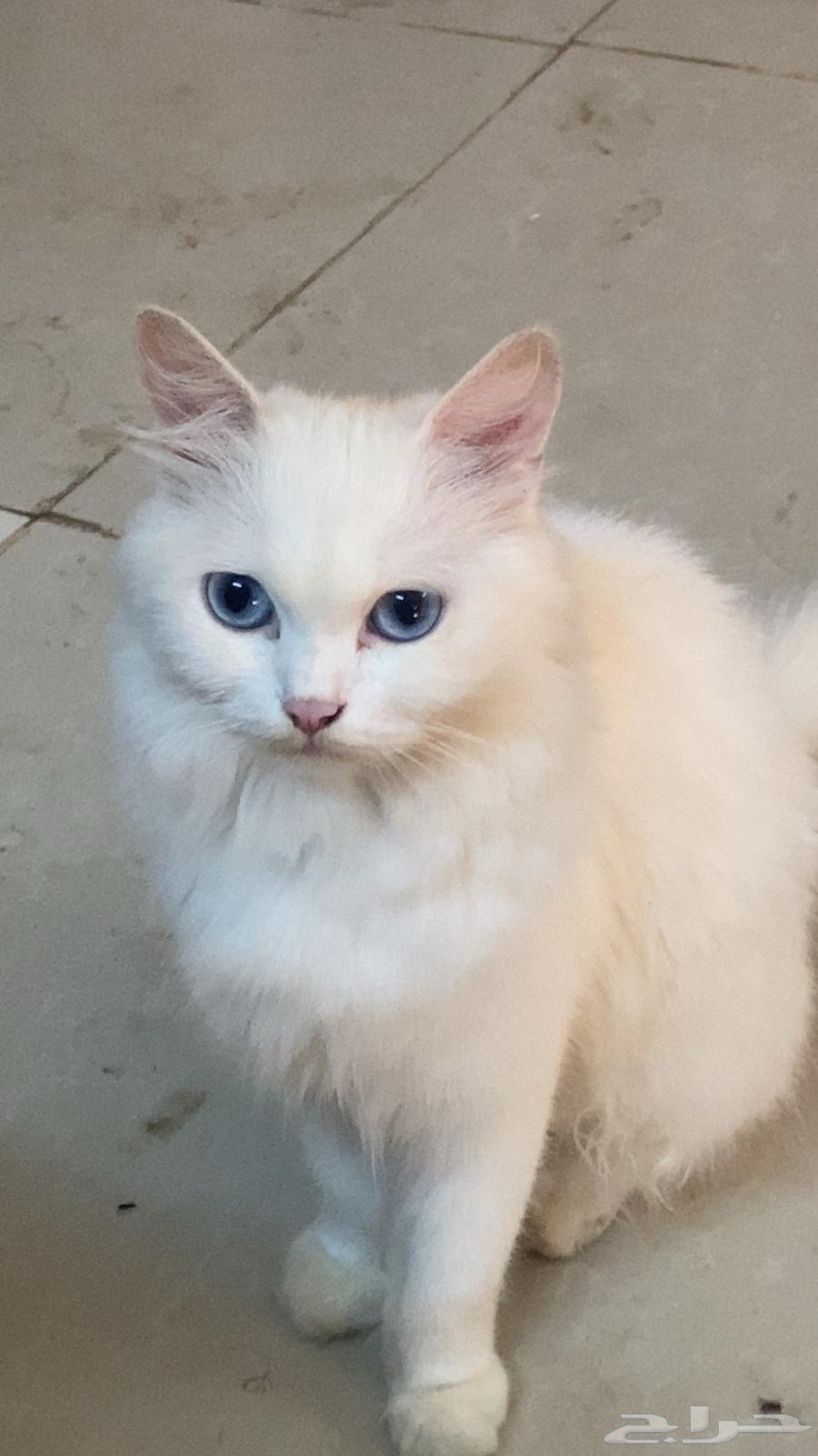 الان وعيالها للبيع 50064495583453570110