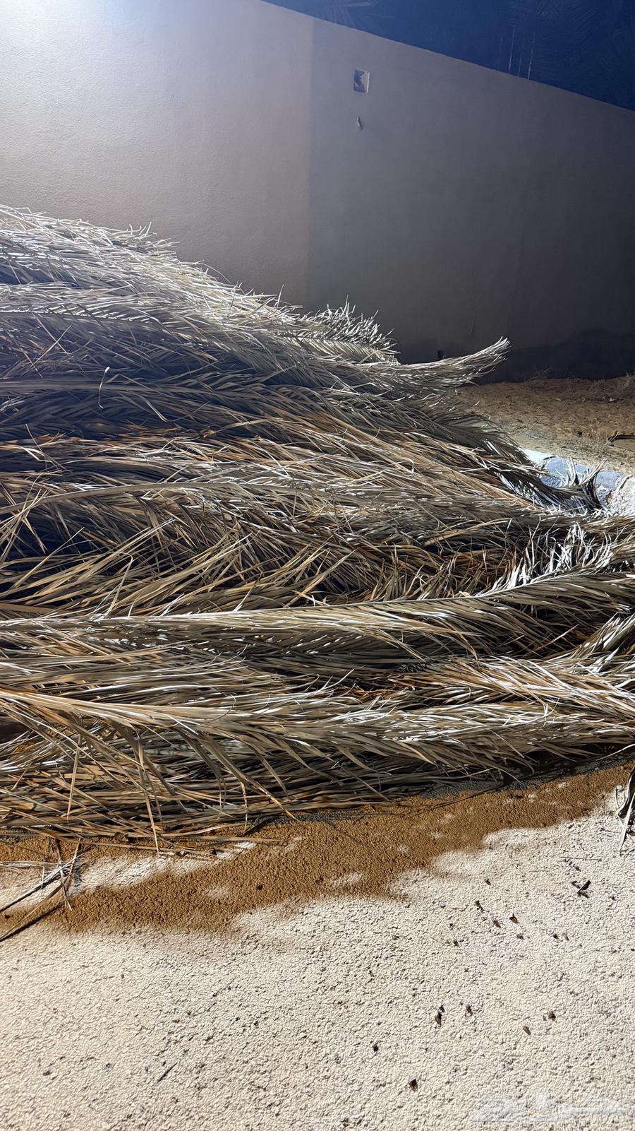 جريد -عسيب للبيع بعيون الجواء64502418819970114