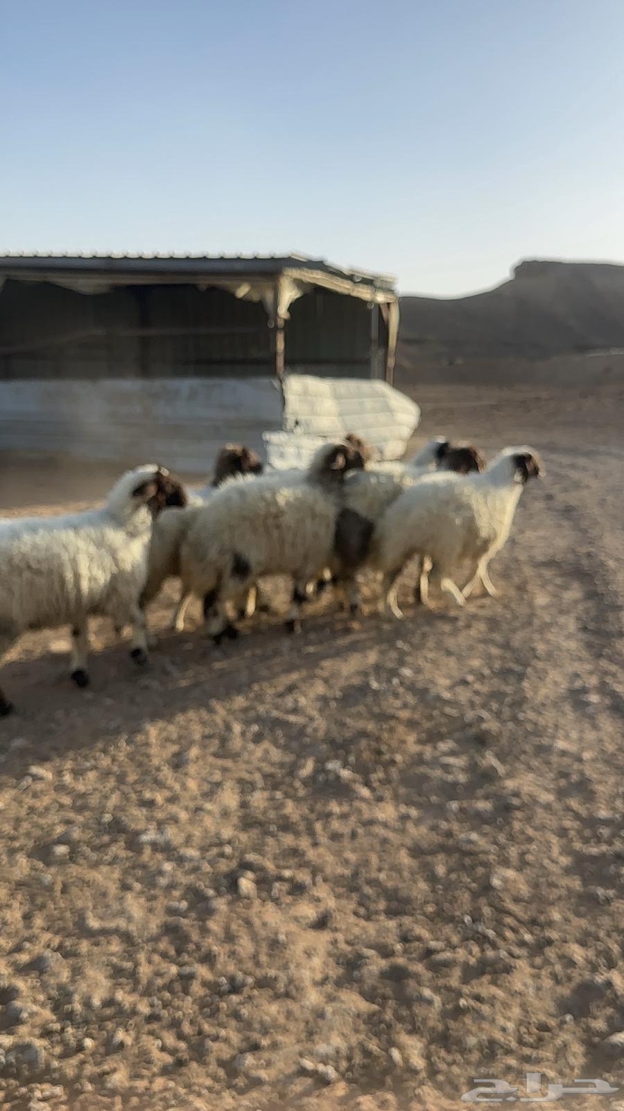 رخال مقفله شحم فل للبيع64501998128515112