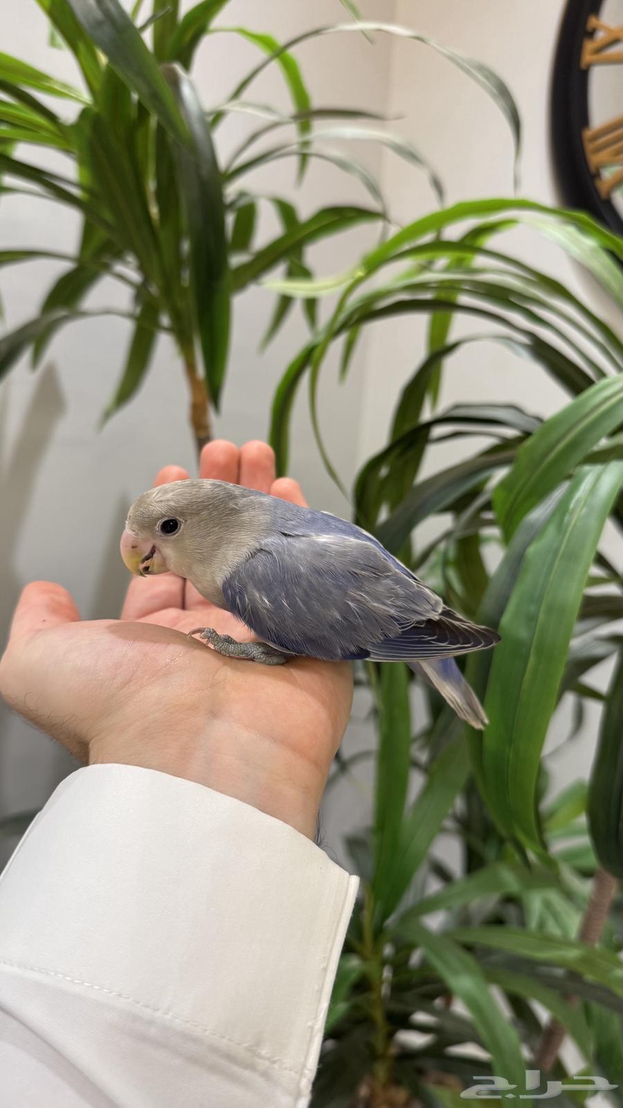 روز اليف جدااا64501802591875114