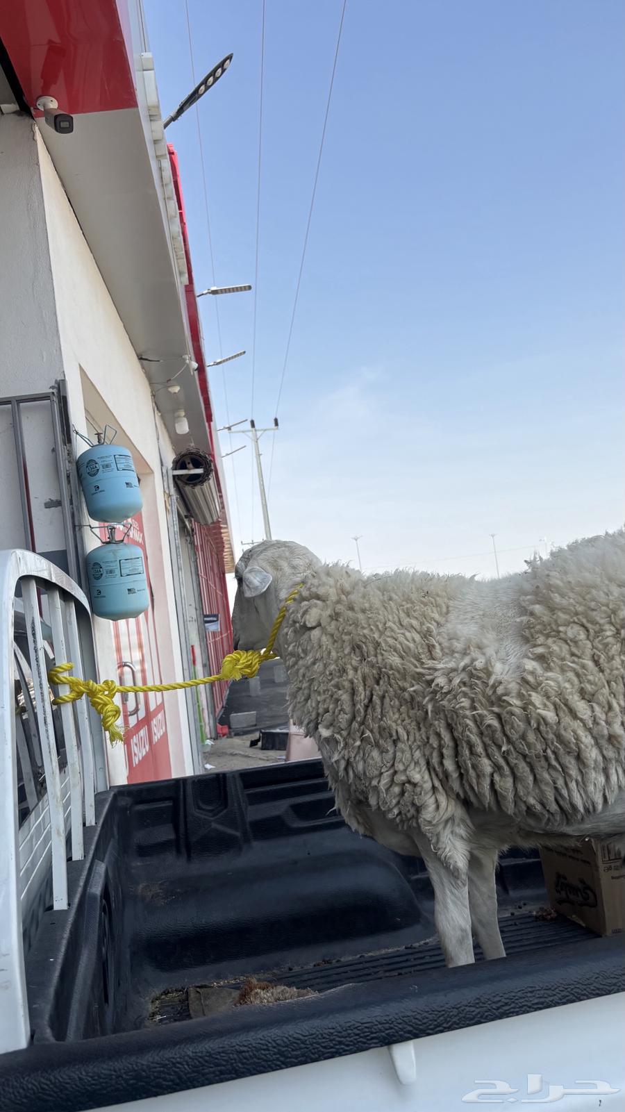 Ram64497082583553111