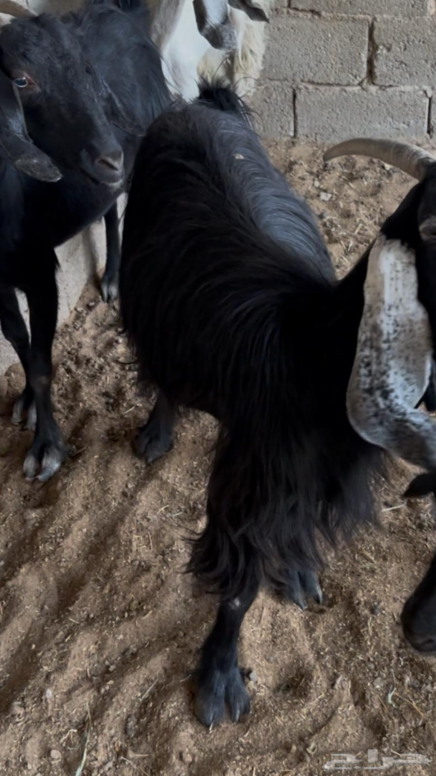 معزا دفيع ومضاريع للبيع64501921603585110