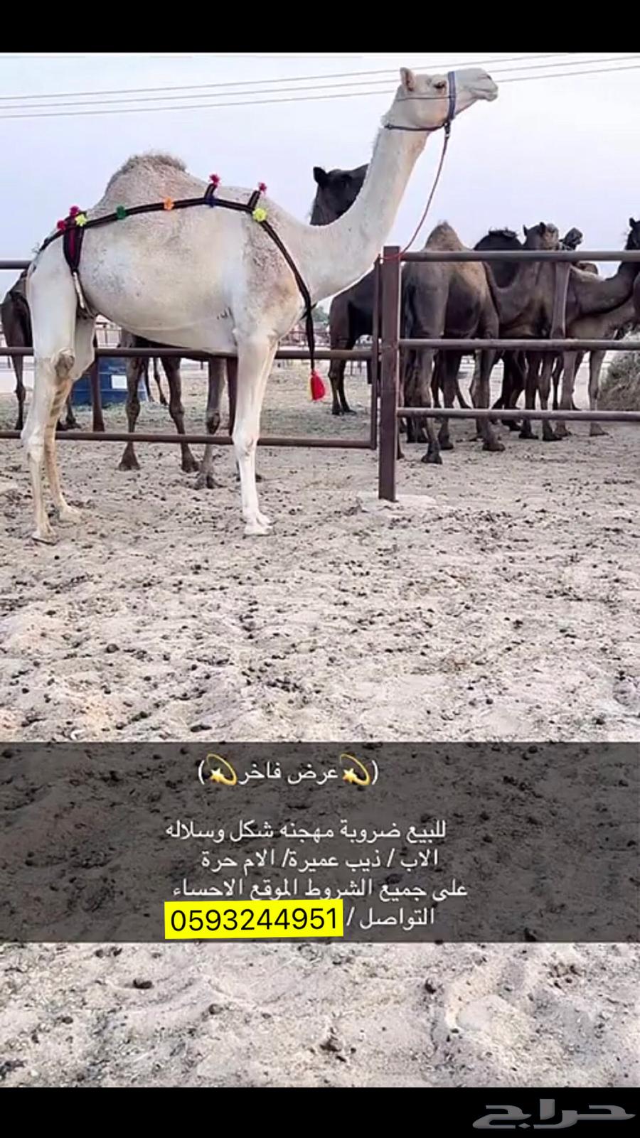 For sale, hybrid melon, good shape and condition64502775948419110