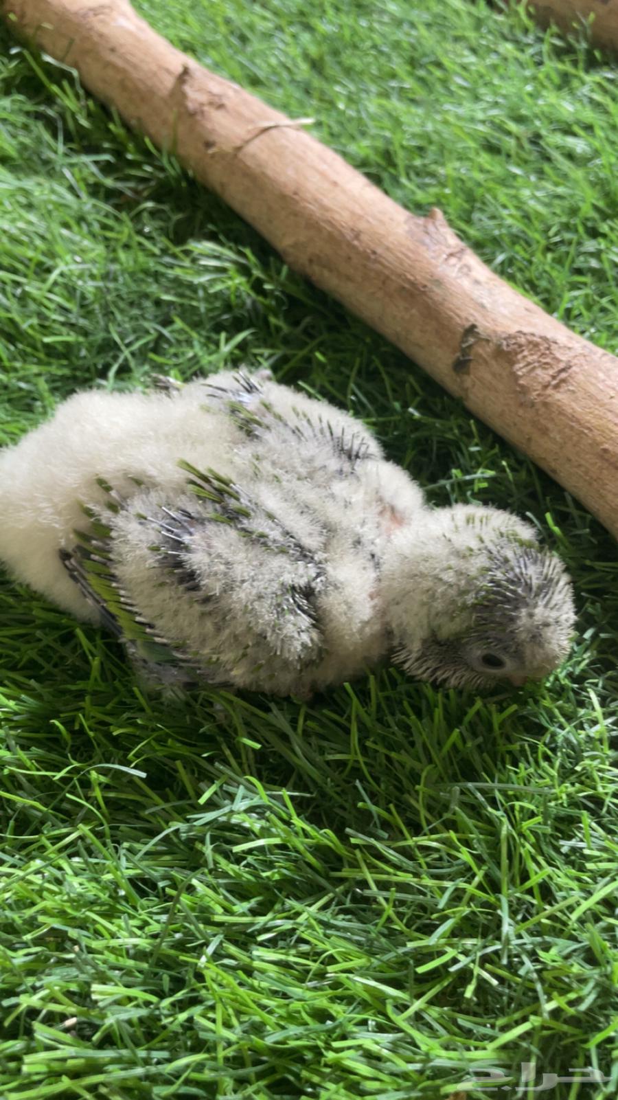 فرخ كويكر ( تم البيع )64500993402881110