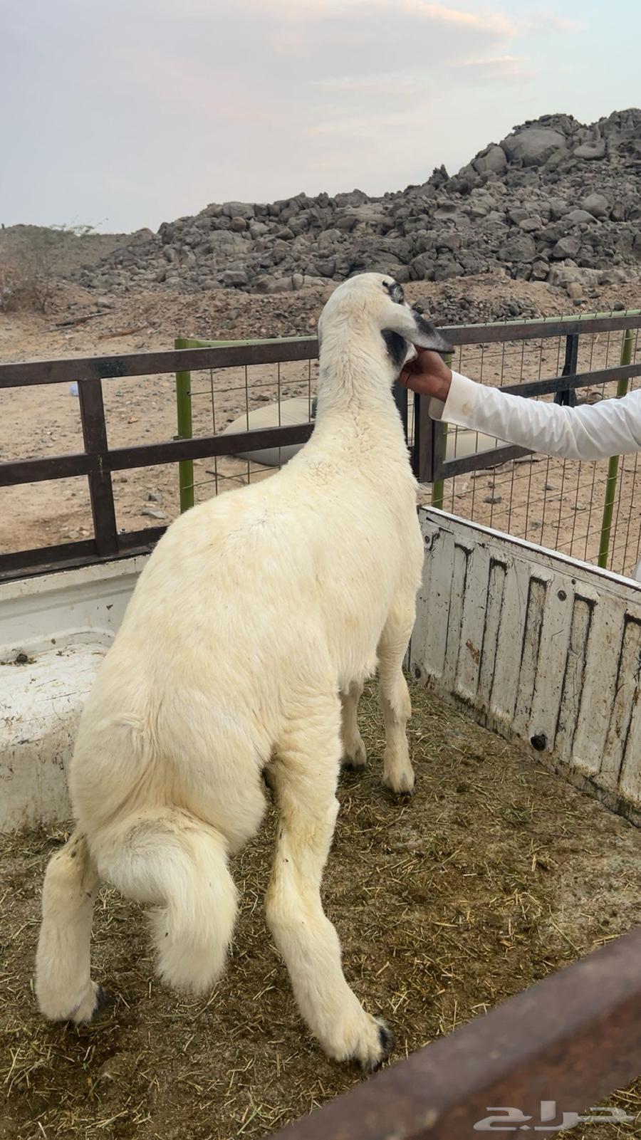 Tli Houri64497207171971110