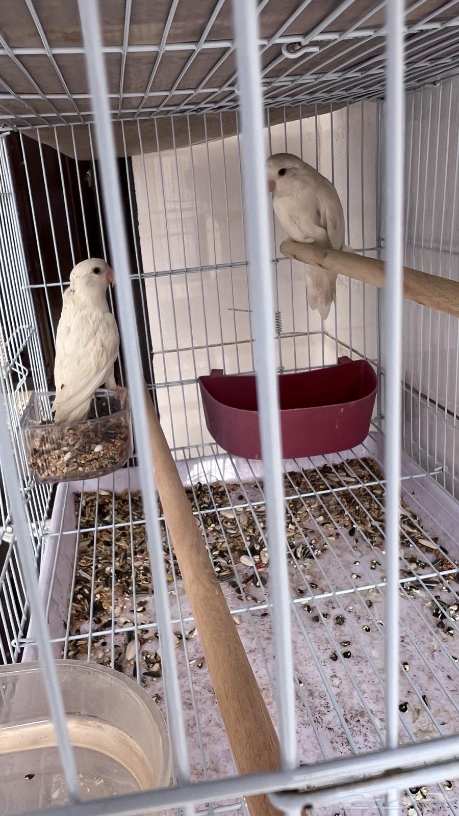 طيور روز64498215305347111