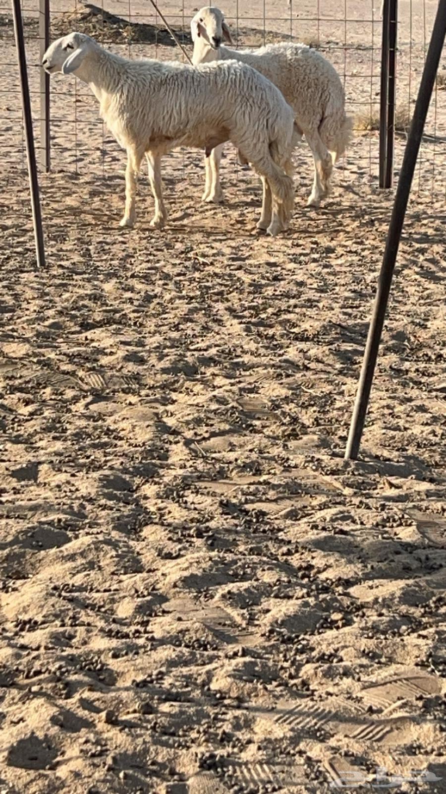 طليان جذعان مقفله 2 تم البيع64496213817730110